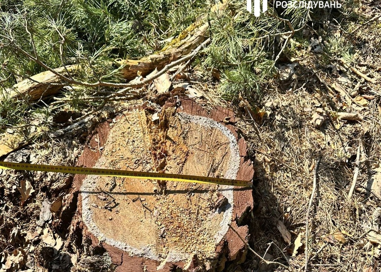 На Львівщині колишній лісничий допустив вирубку майже трьох тисяч дерев