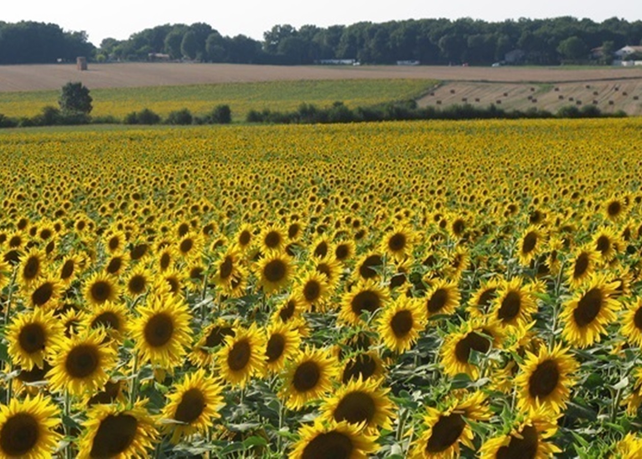 На Запоріжжі окупанти зібрали рекордно низький урожай