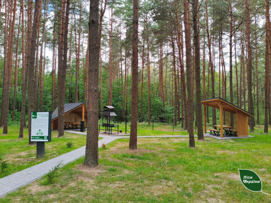 Мільйони за ліси: хто доглядає Волинь і Рівненщину за 40 млн грн і чому лісівники віддали роботу приватникам?