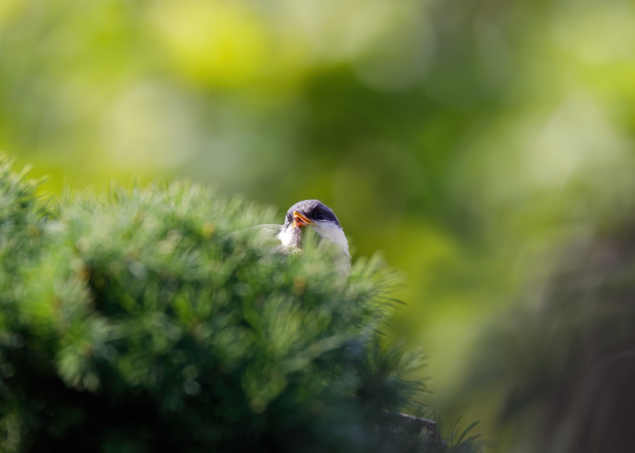 Свята 20 березня 2026: факти, традиції, прикмети