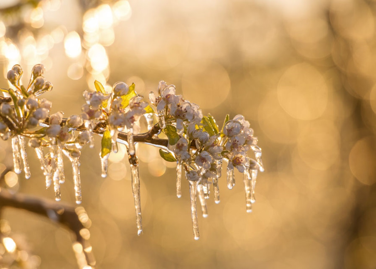 Дощі та заморозки прогнозують на Великдень