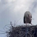 На Вінничині люди підгодовують лелеку, що лишилась сама висиджувати яйця