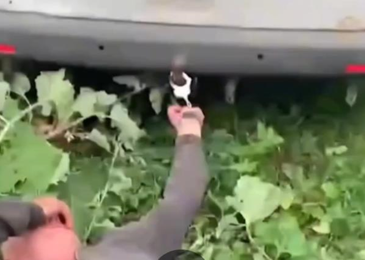 Прикували наручниками до авто: на Хмельниччині перевіряють інцидент з ТЦК
